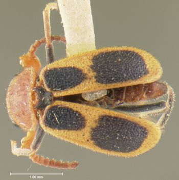 Media type: image;   Entomology 24214 Aspect: habitus dorsal view